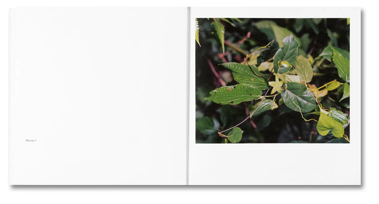 Bounty image 6