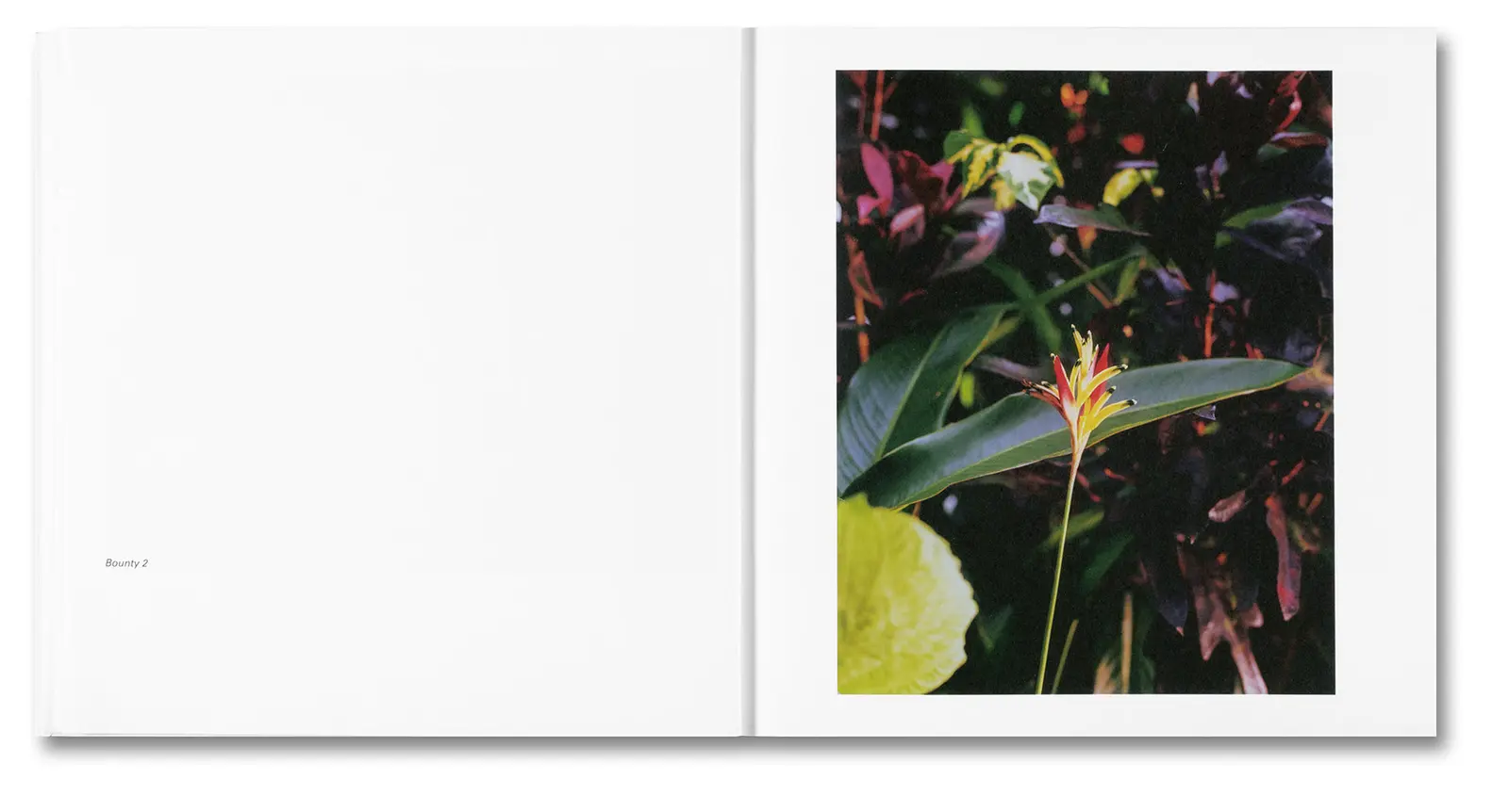 Bounty image 7