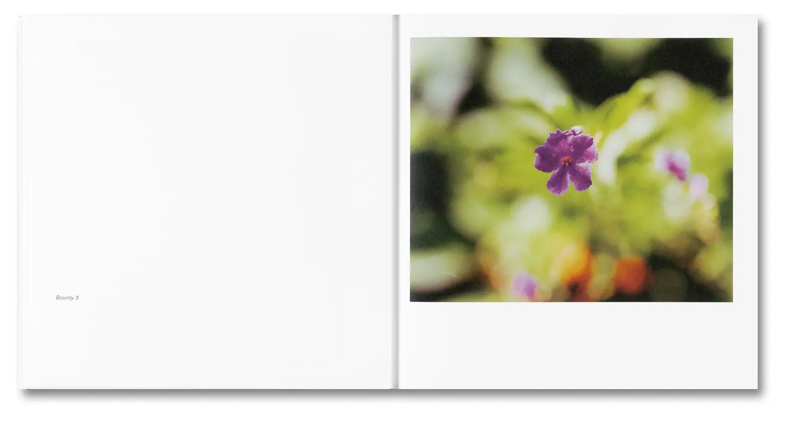 Bounty image 8
