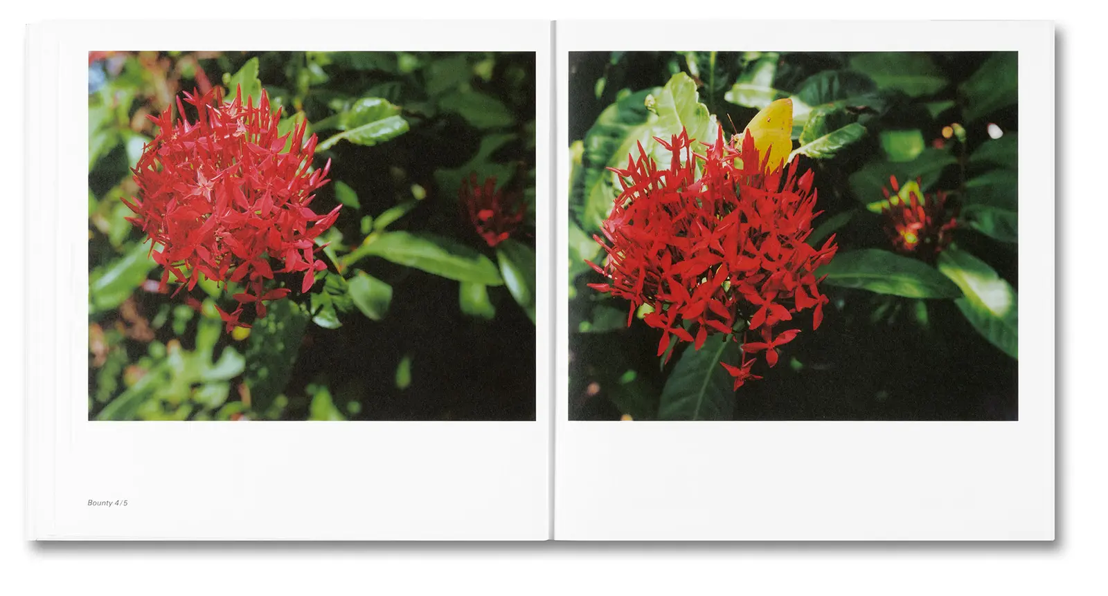Bounty image 9
