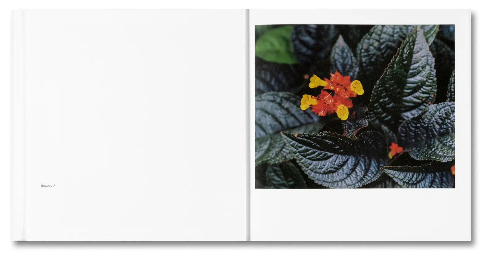 Bounty image 10