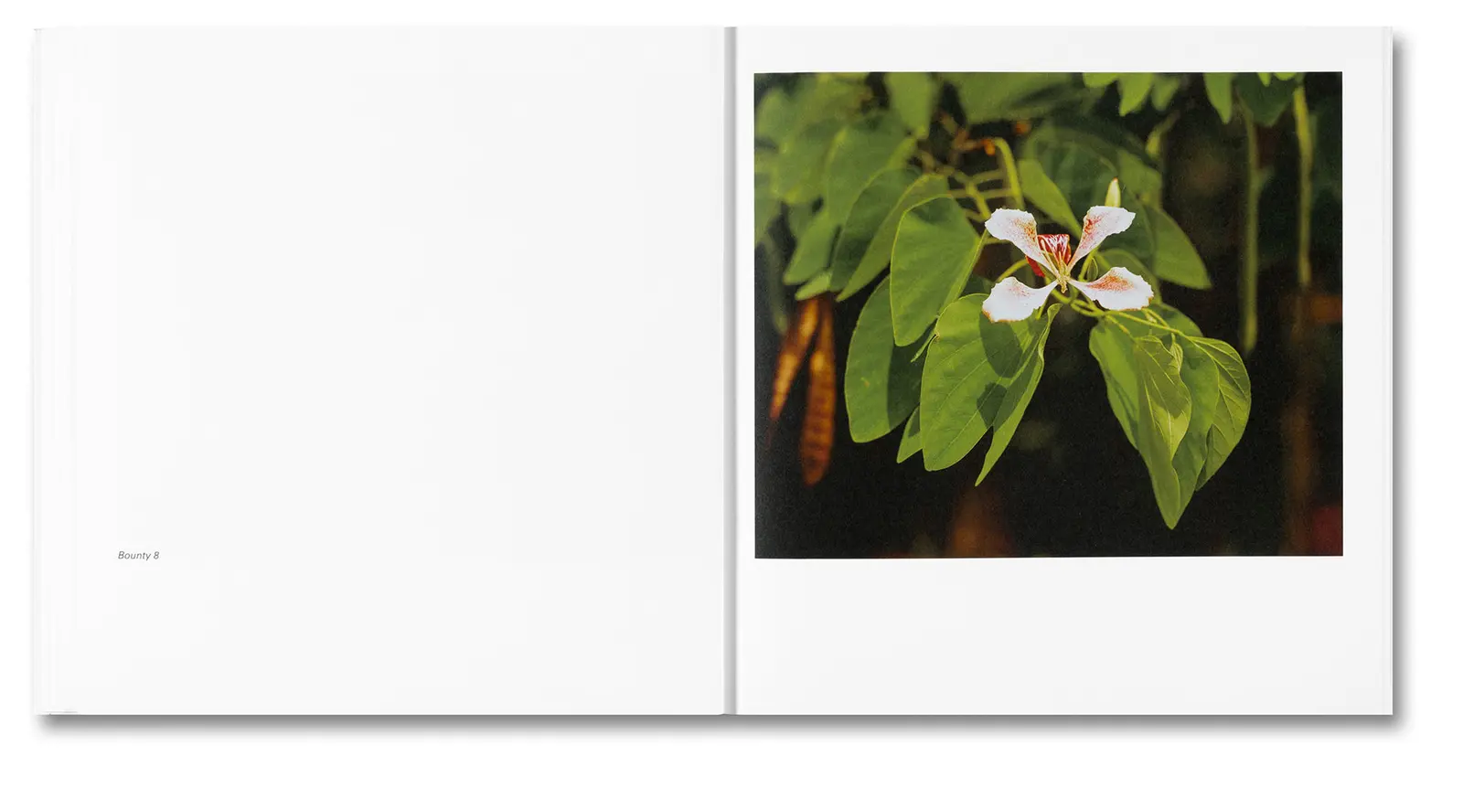 Bounty image 11