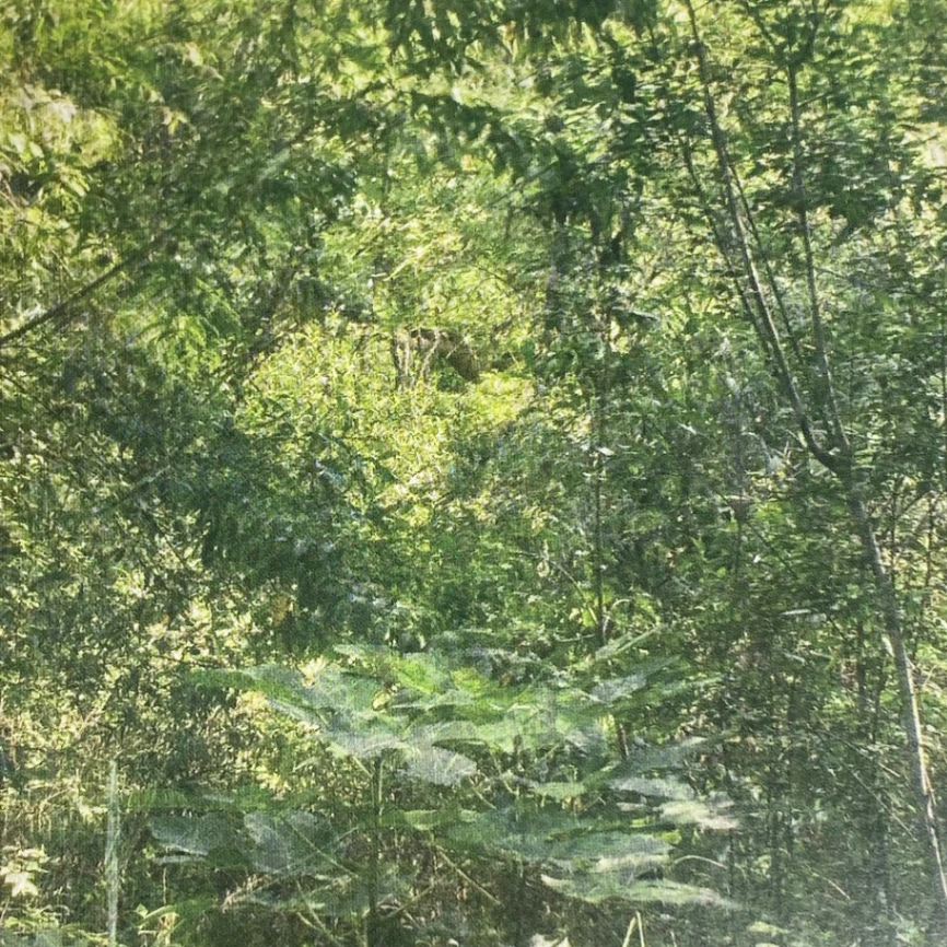 Eden image 3