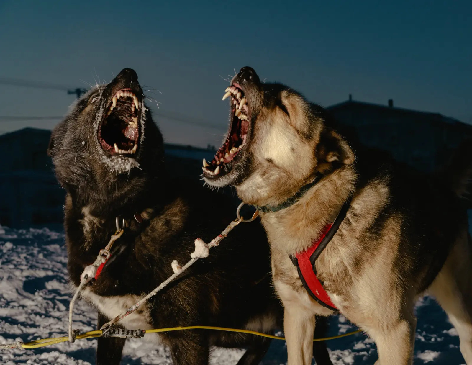Polar Night image 7