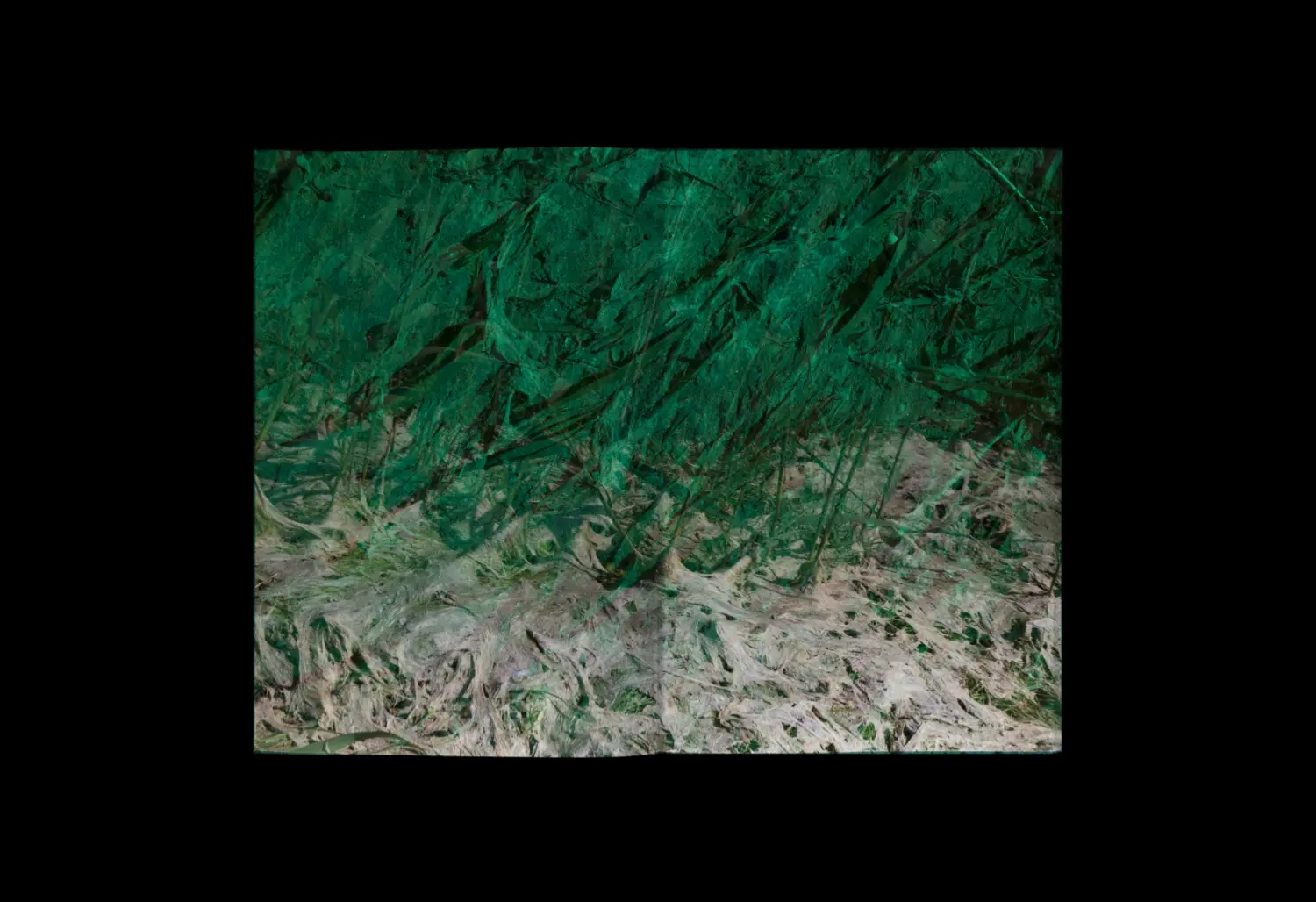 Algues Maudites, a Sea of Tears image 2
