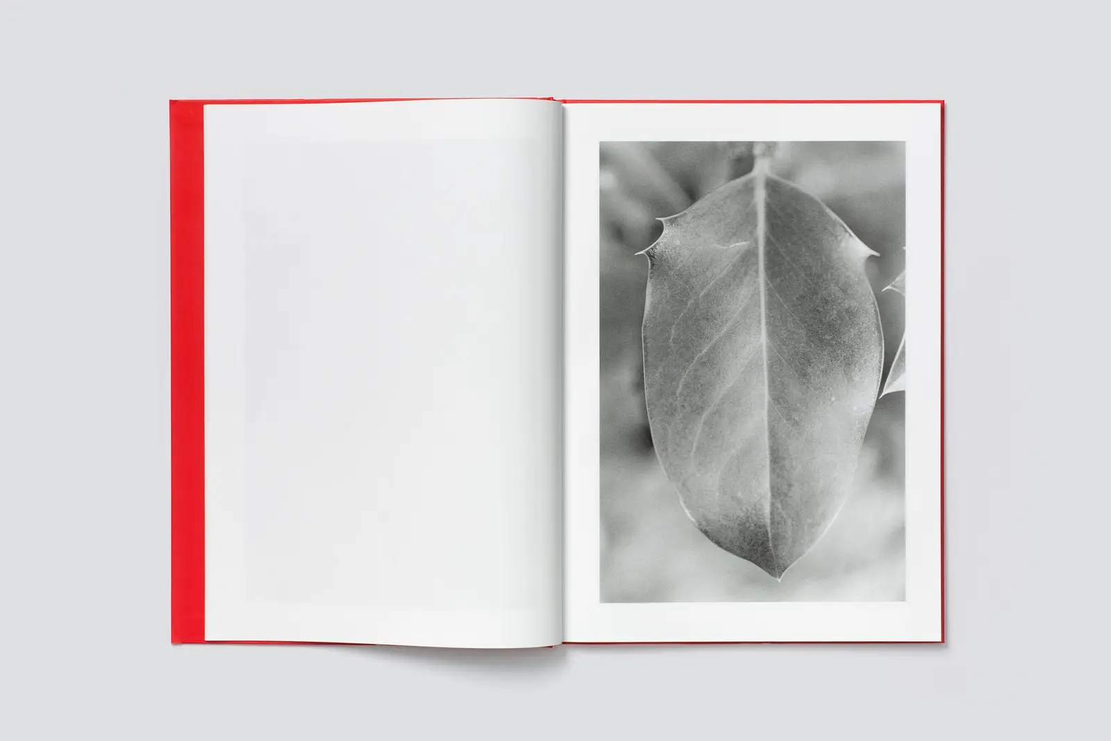 Actinism image 2