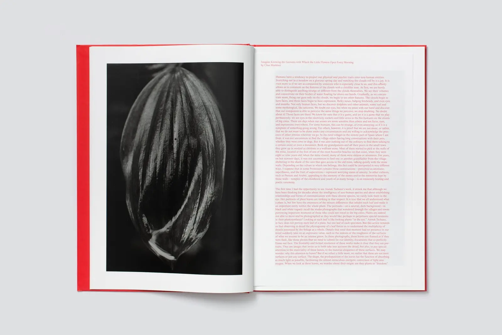 Actinism image 3