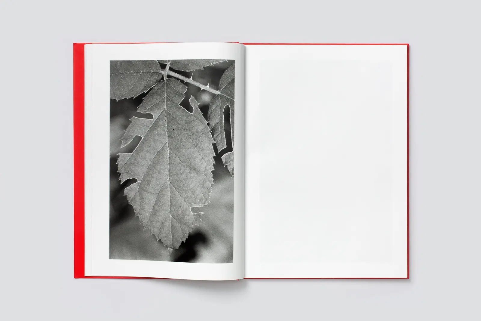 Actinism image 4