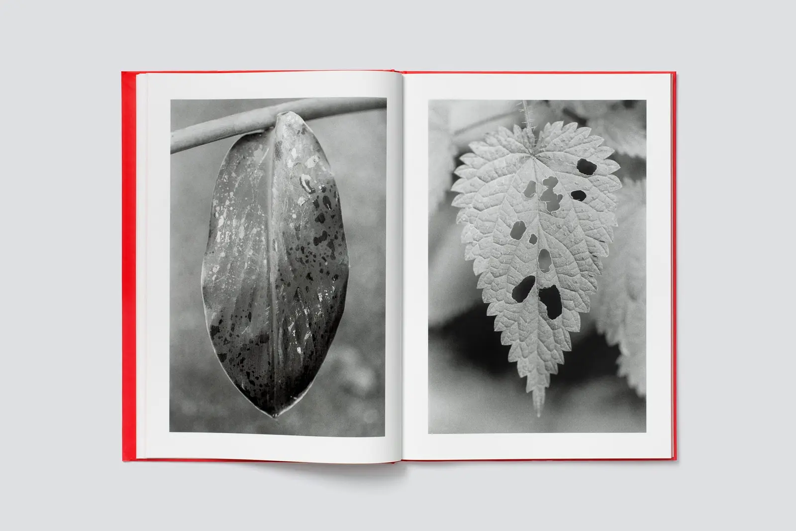 Actinism image 5