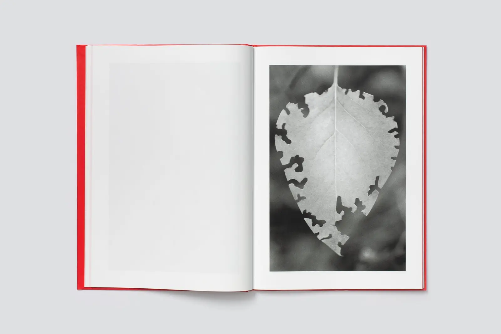 Actinism image 6