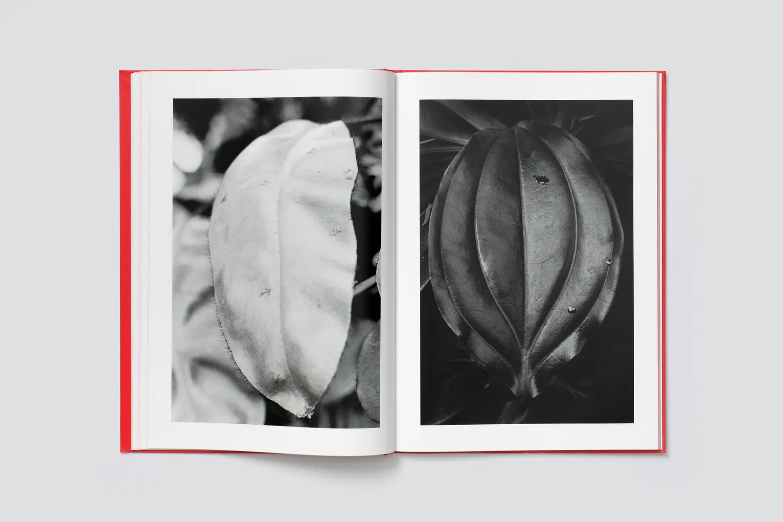 Actinism image 7