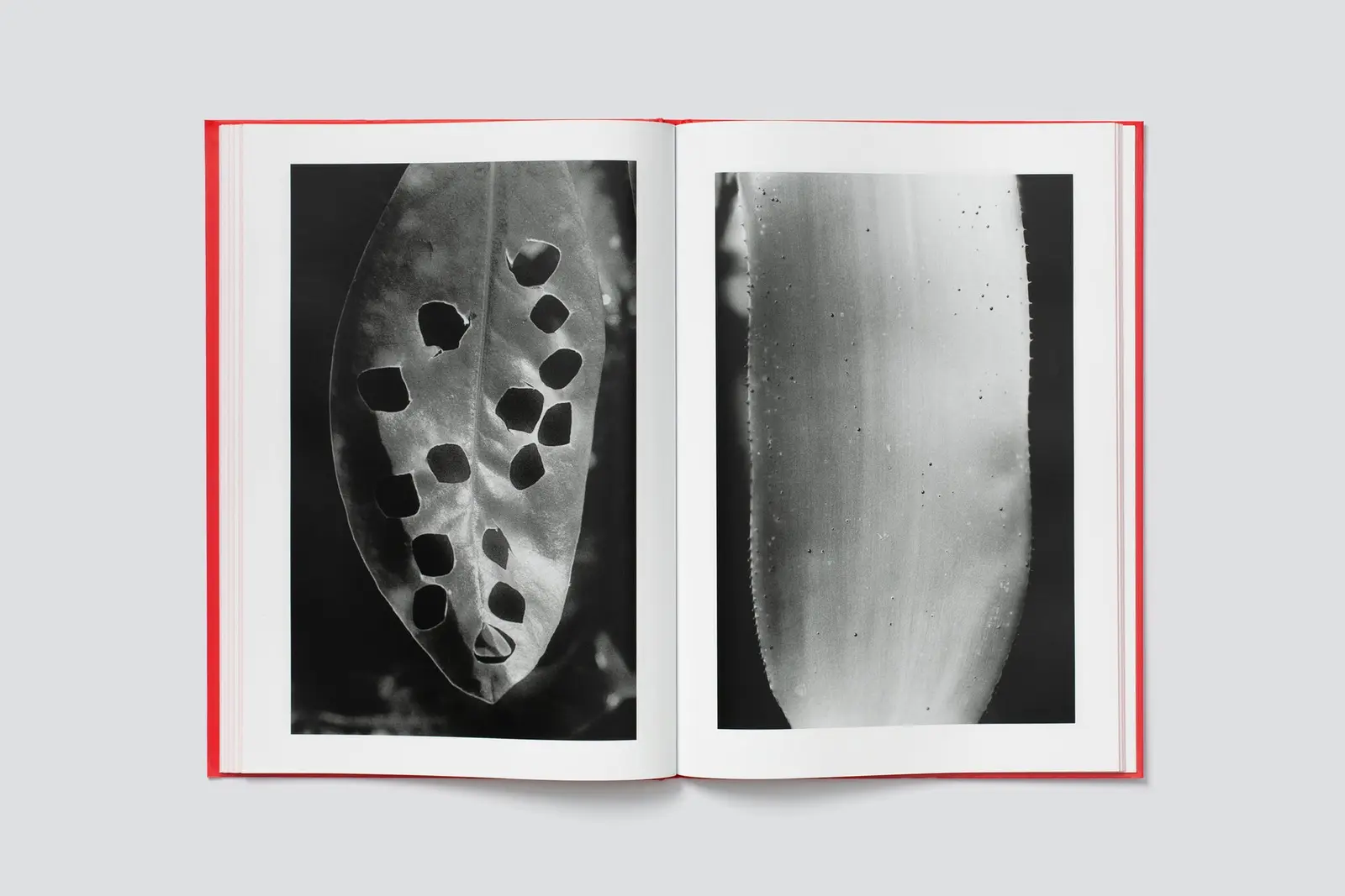 Actinism image 8