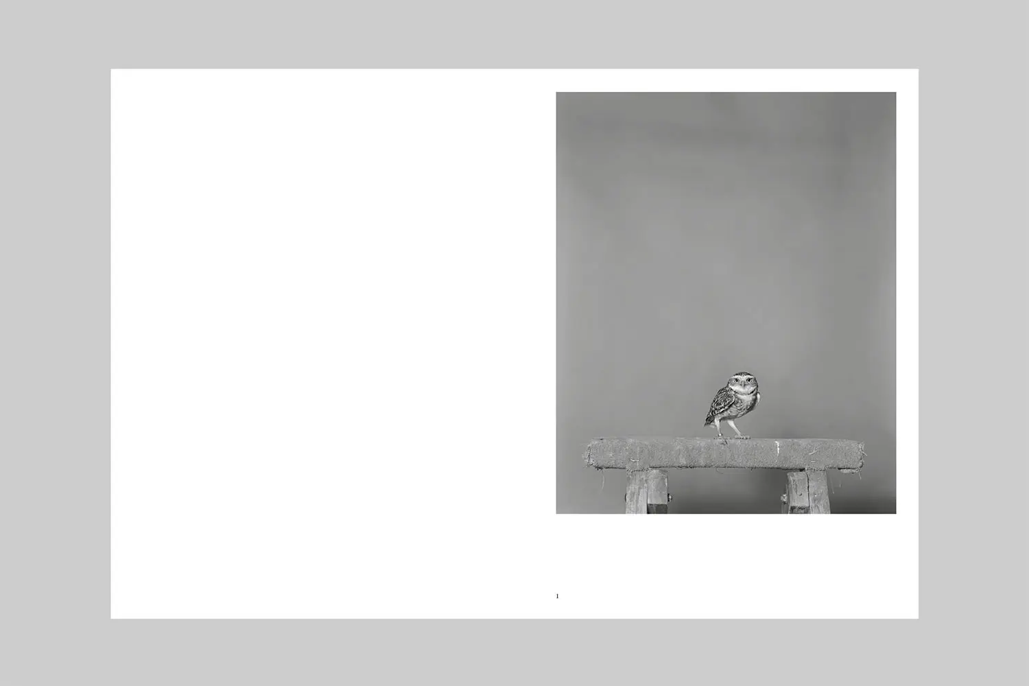 Parliament of Owls image 2