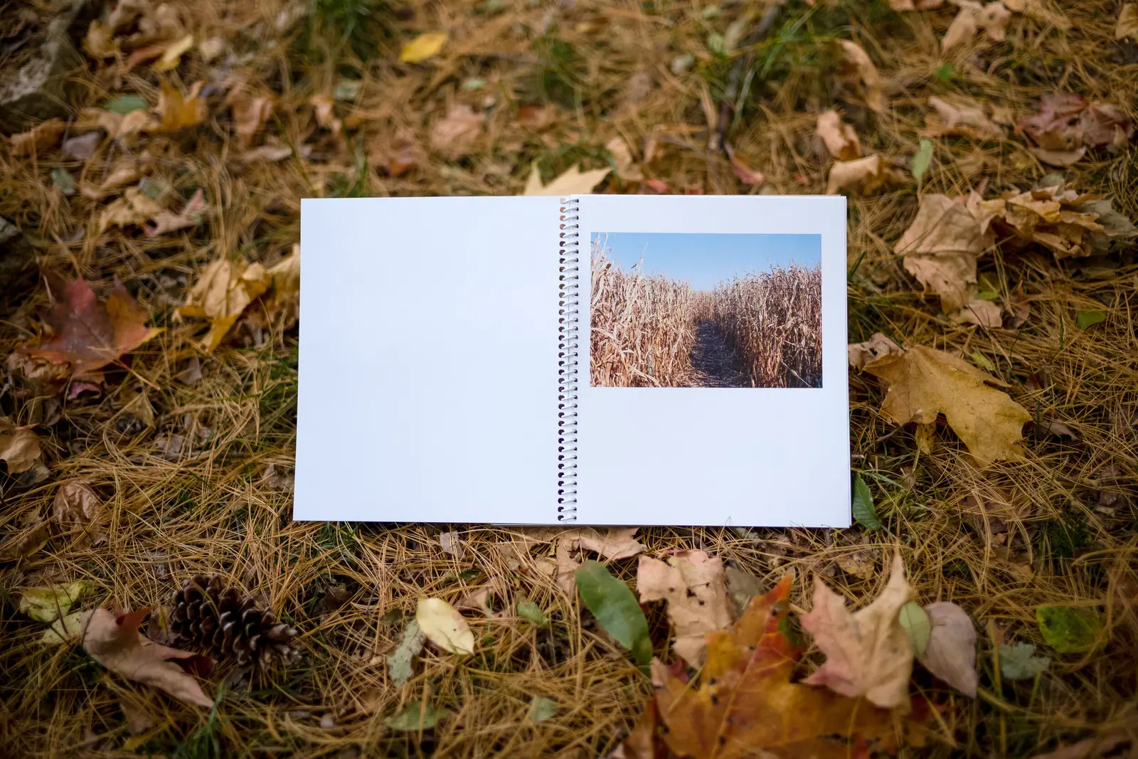 Middlescapes image 3