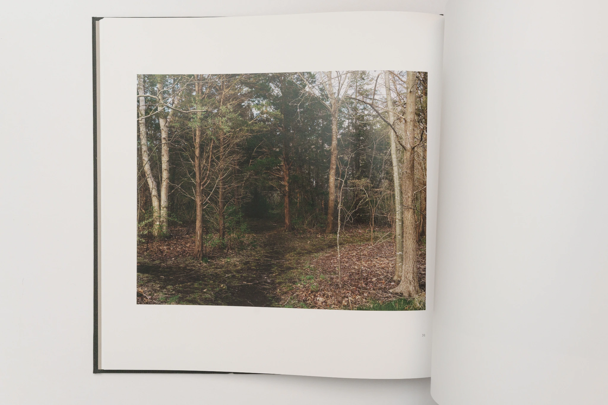 Perennial image 4