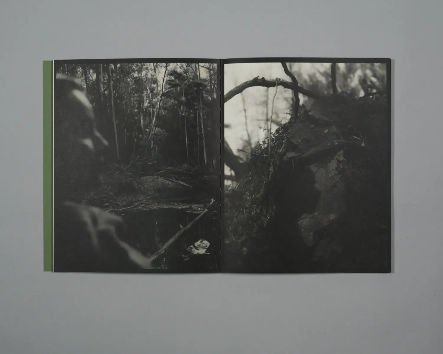 Plumwood 3