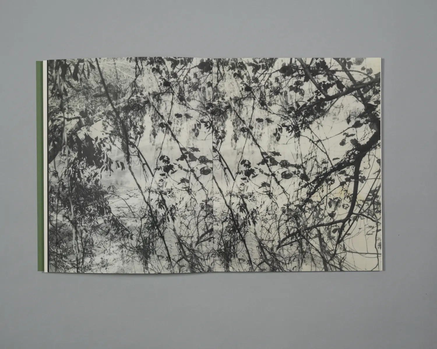 Plumwood 6