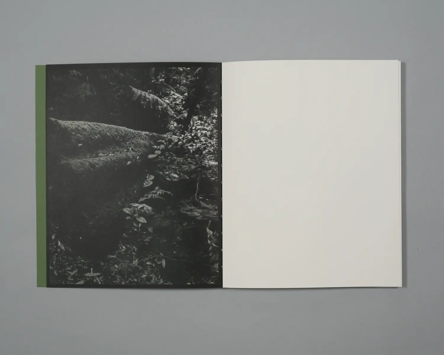 Plumwood 7