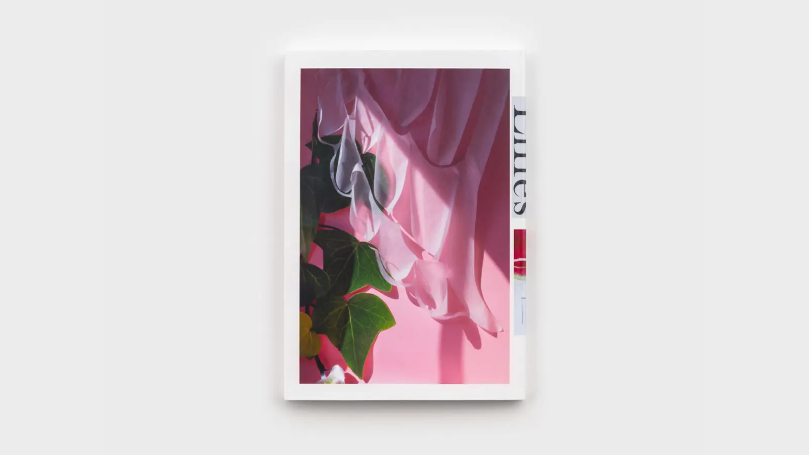 Lilies image 3