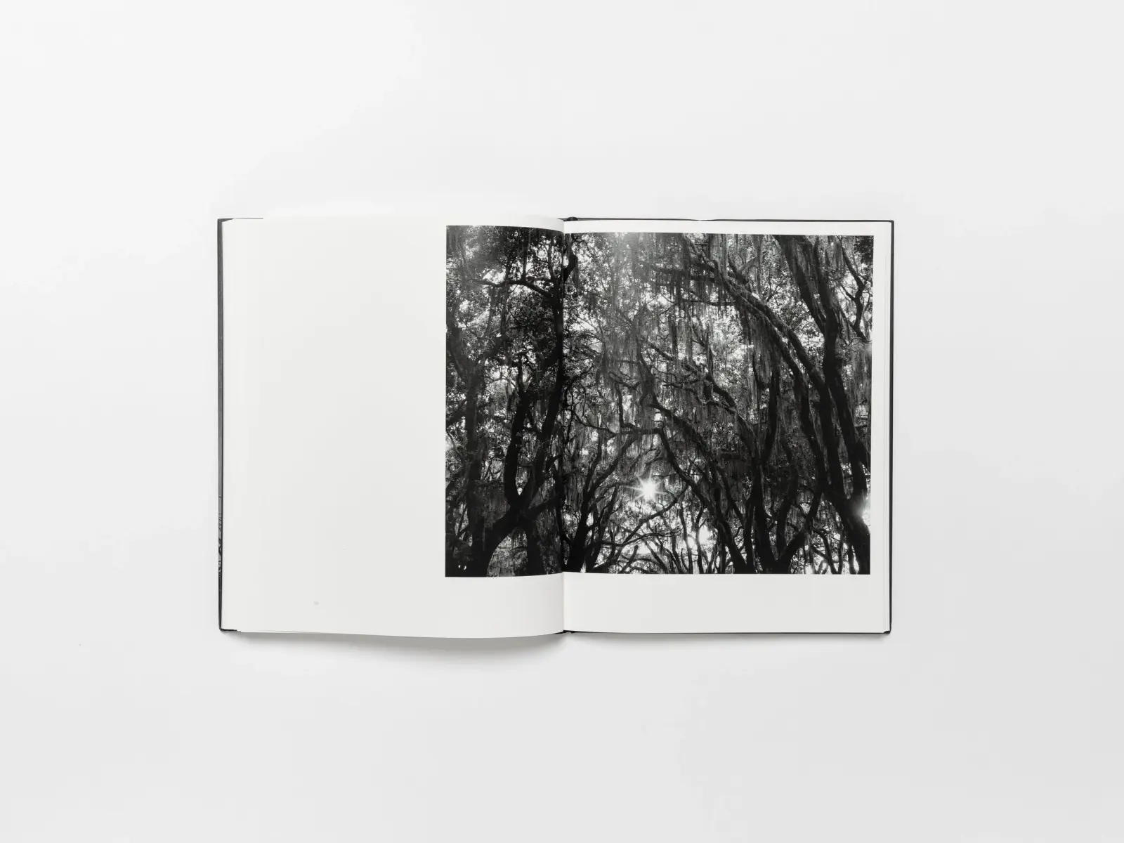 In Light of Everything image 8