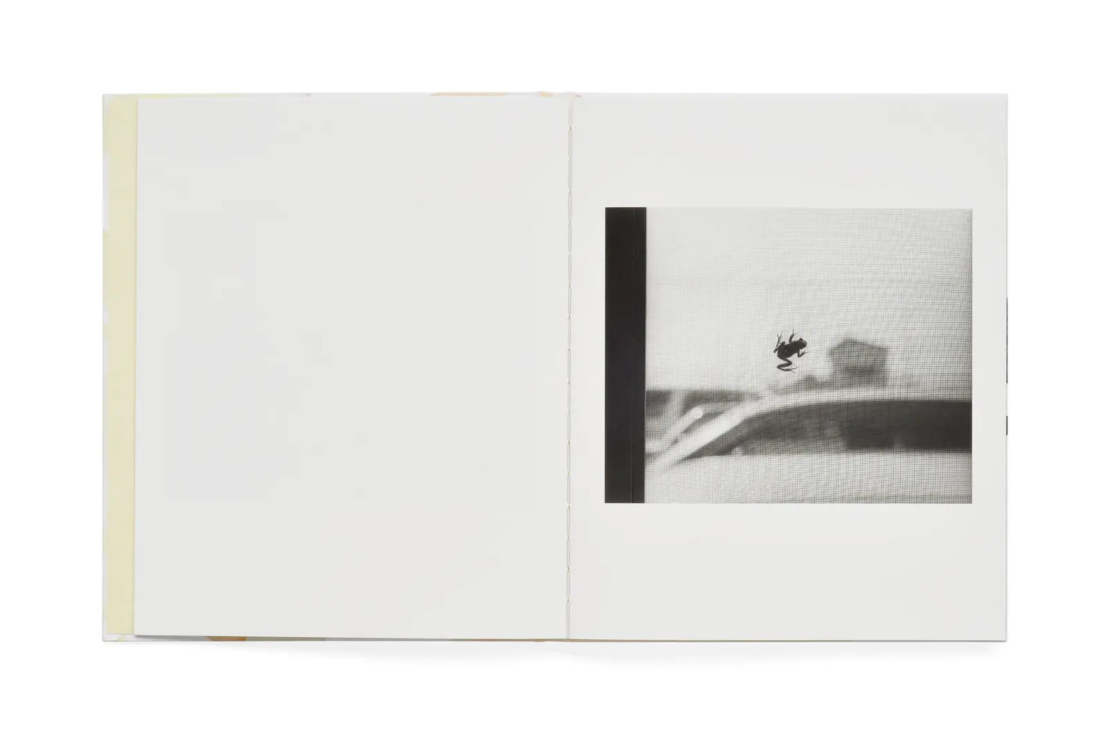 Kito image 3