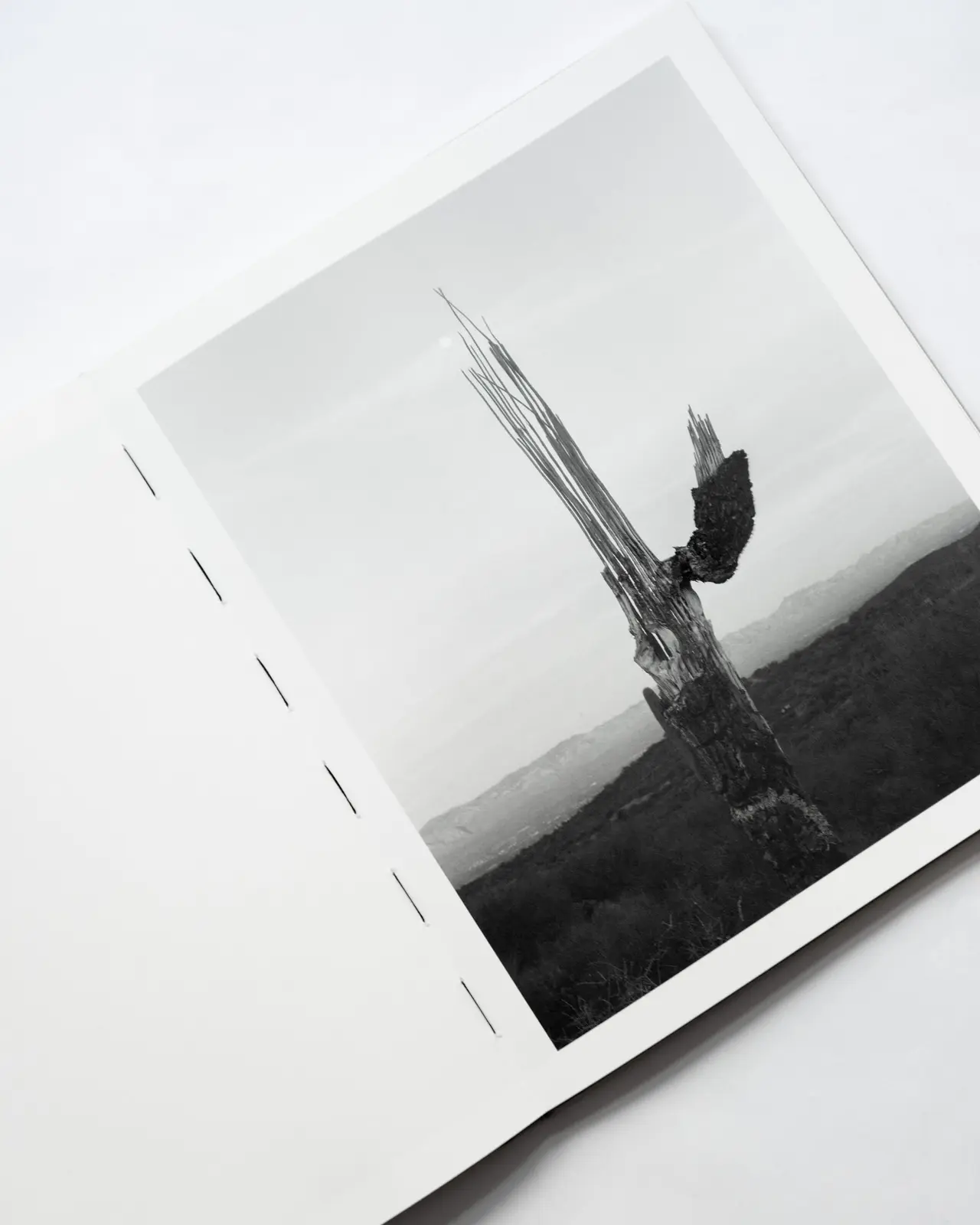 ORACLE image 2