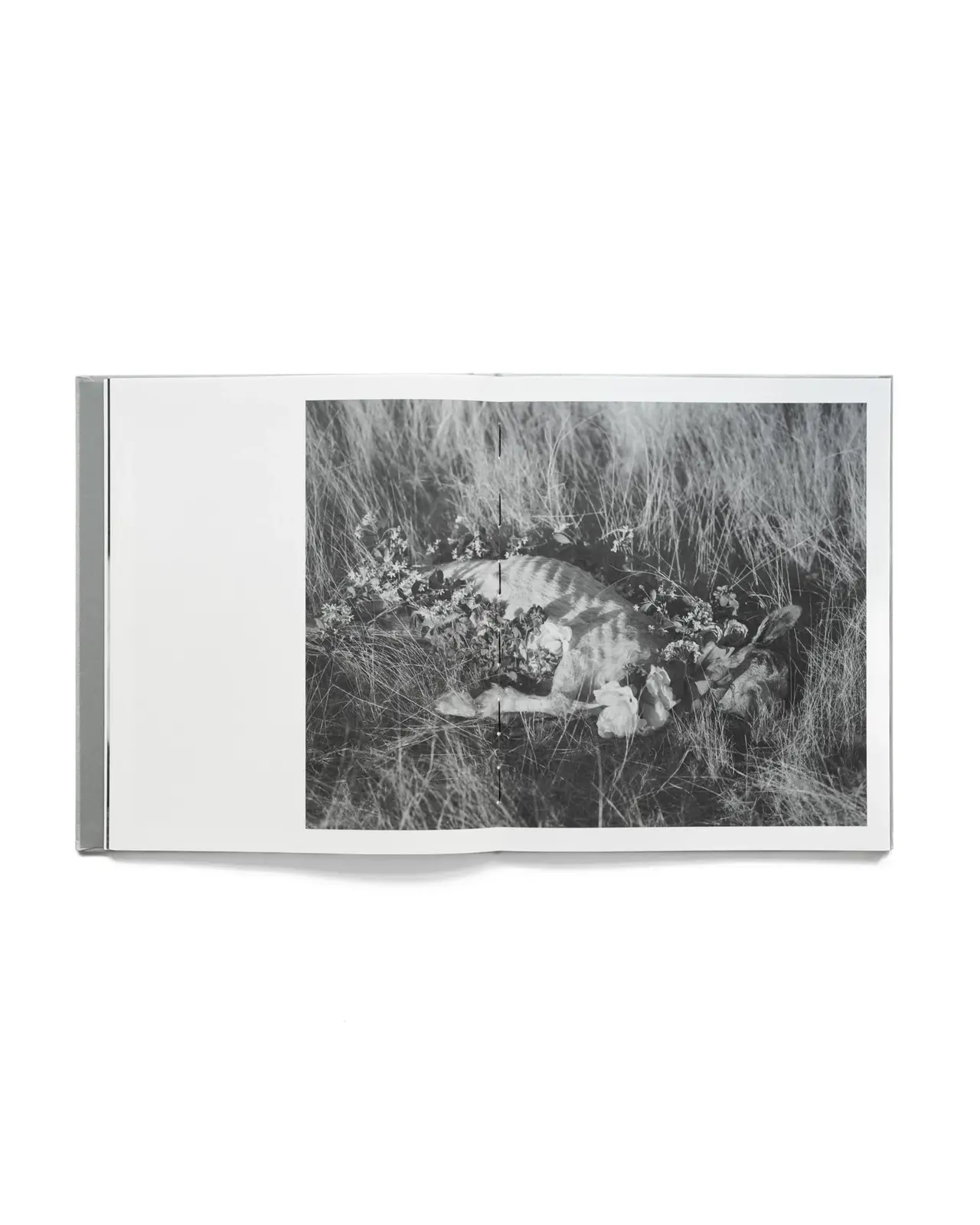 ORACLE image 4