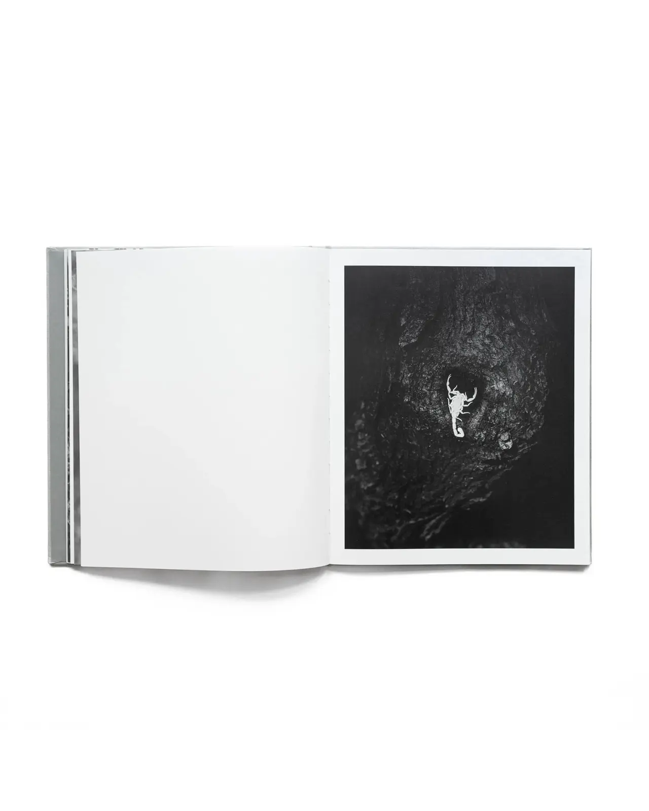 ORACLE image 11