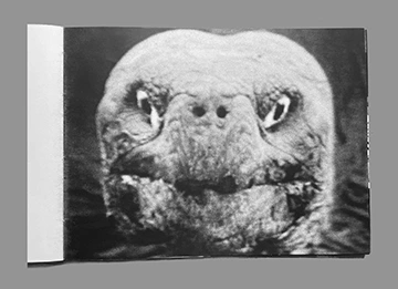 Constant Exposure image 3