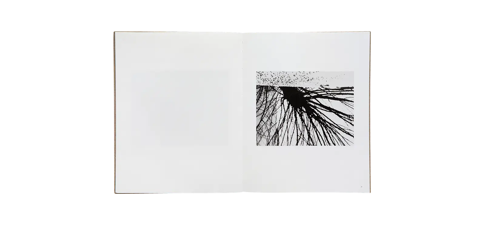 Des oiseaux - Mario Giacomelli image 4