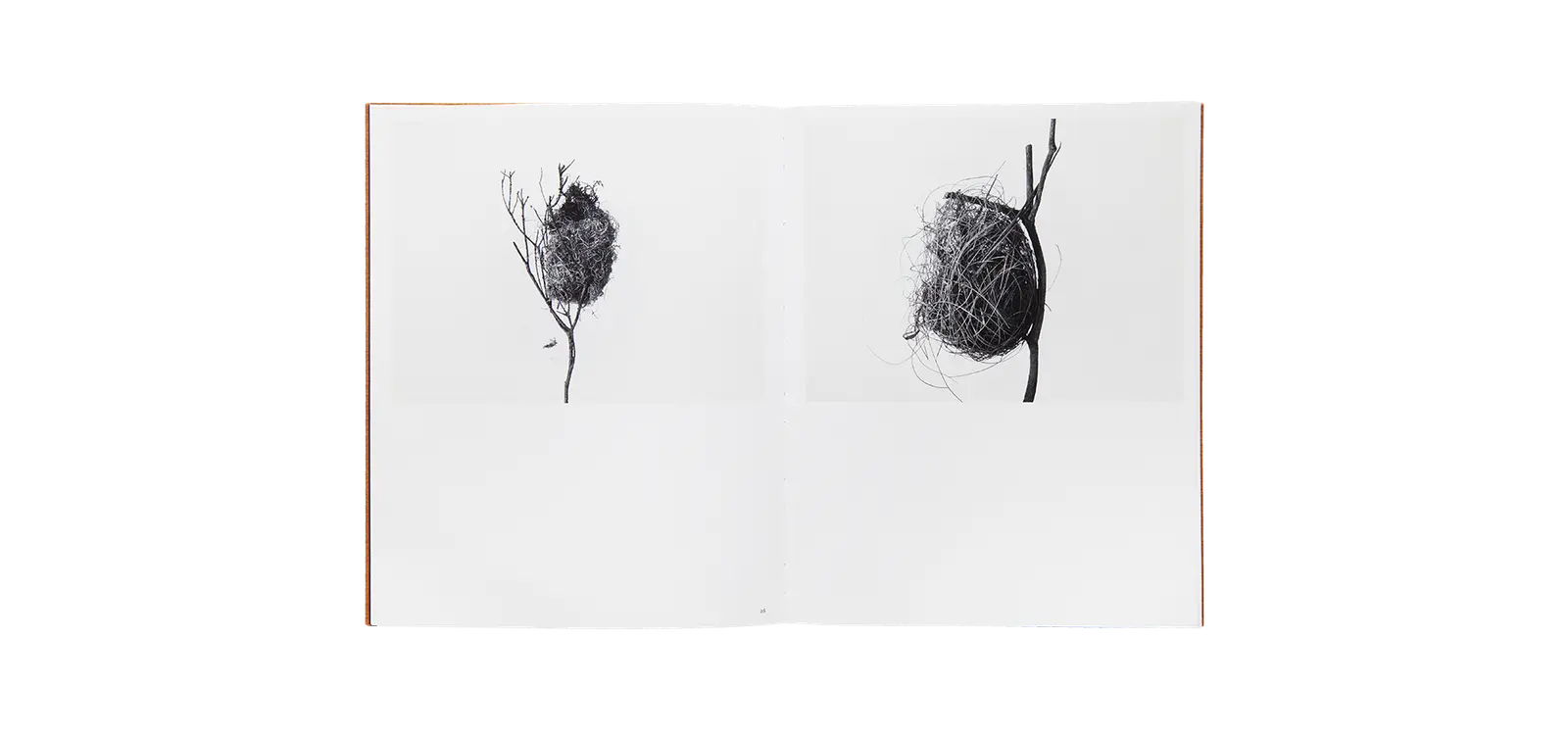 Des oiseaux - Nathalie Baetens image 6