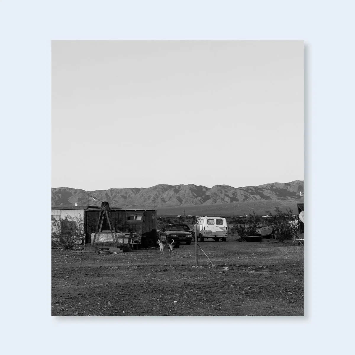 Dogs Chasing My Car in the Desert 1