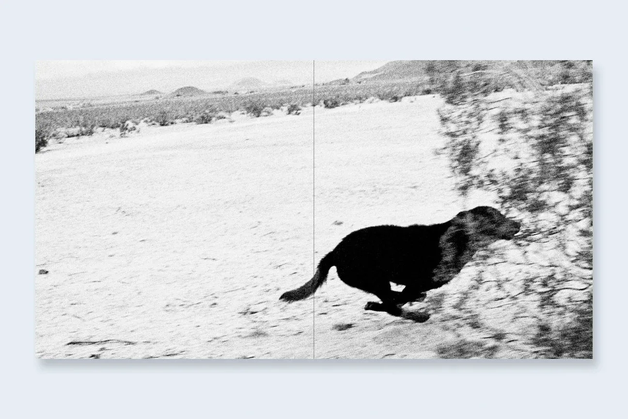 Dogs Chasing My Car in the Desert 2