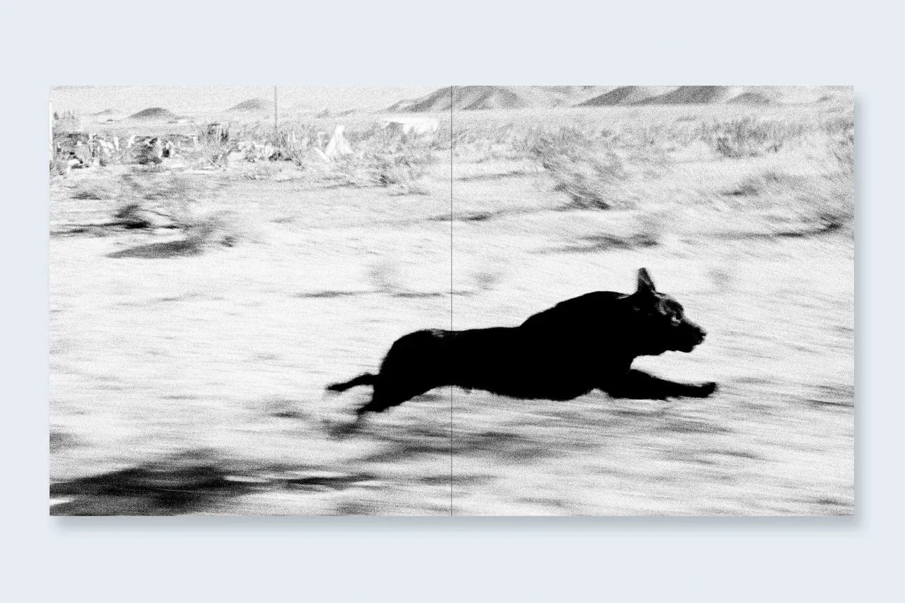 Dogs Chasing My Car in the Desert 3