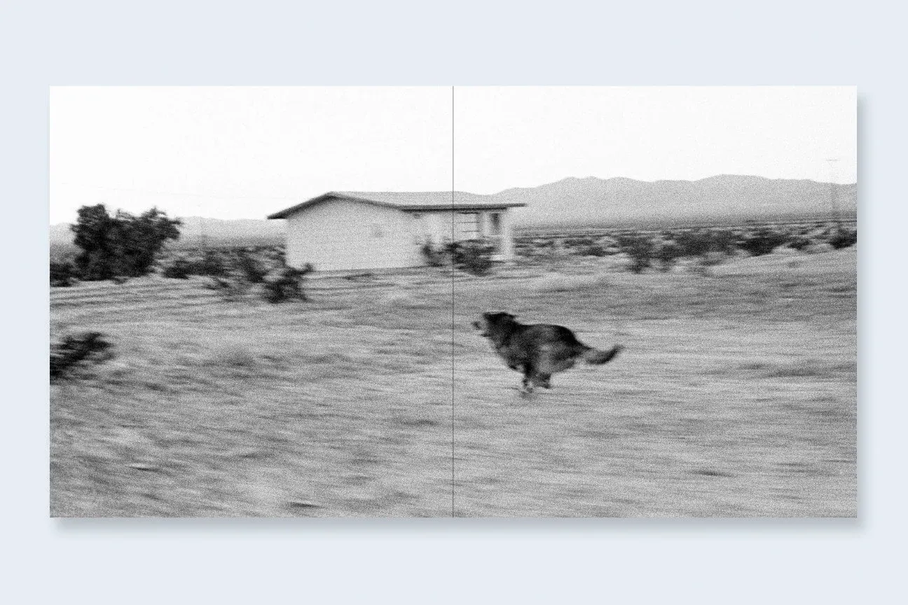 Dogs Chasing My Car in the Desert 4
