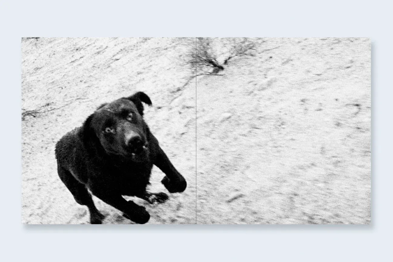 Dogs Chasing My Car in the Desert 5
