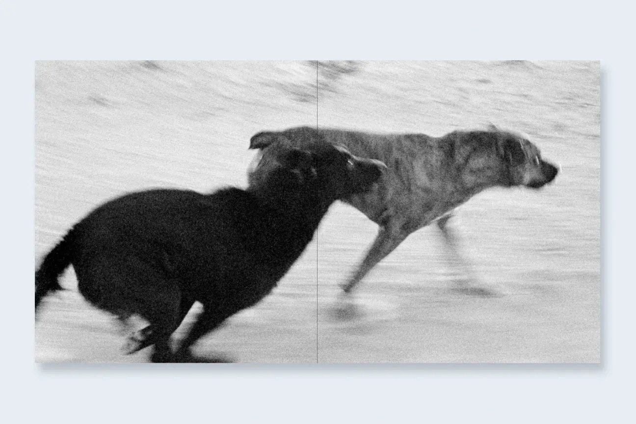 Dogs Chasing My Car in the Desert 6