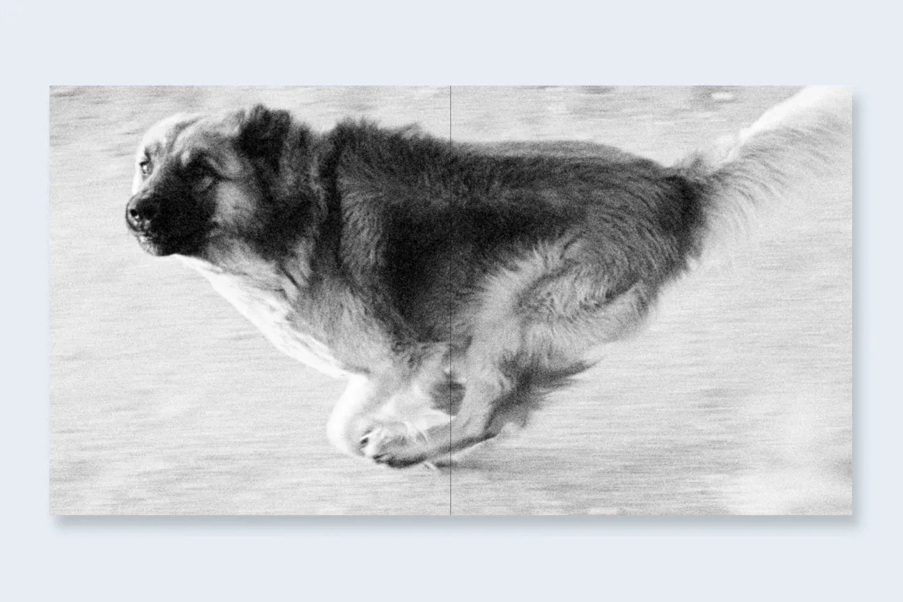Dogs Chasing My Car in the Desert 7