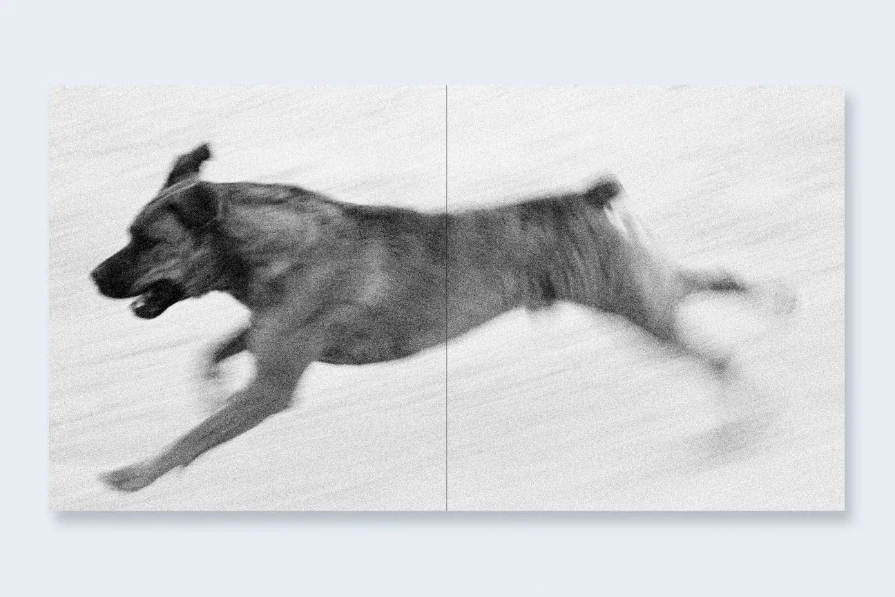 Dogs Chasing My Car in the Desert 8