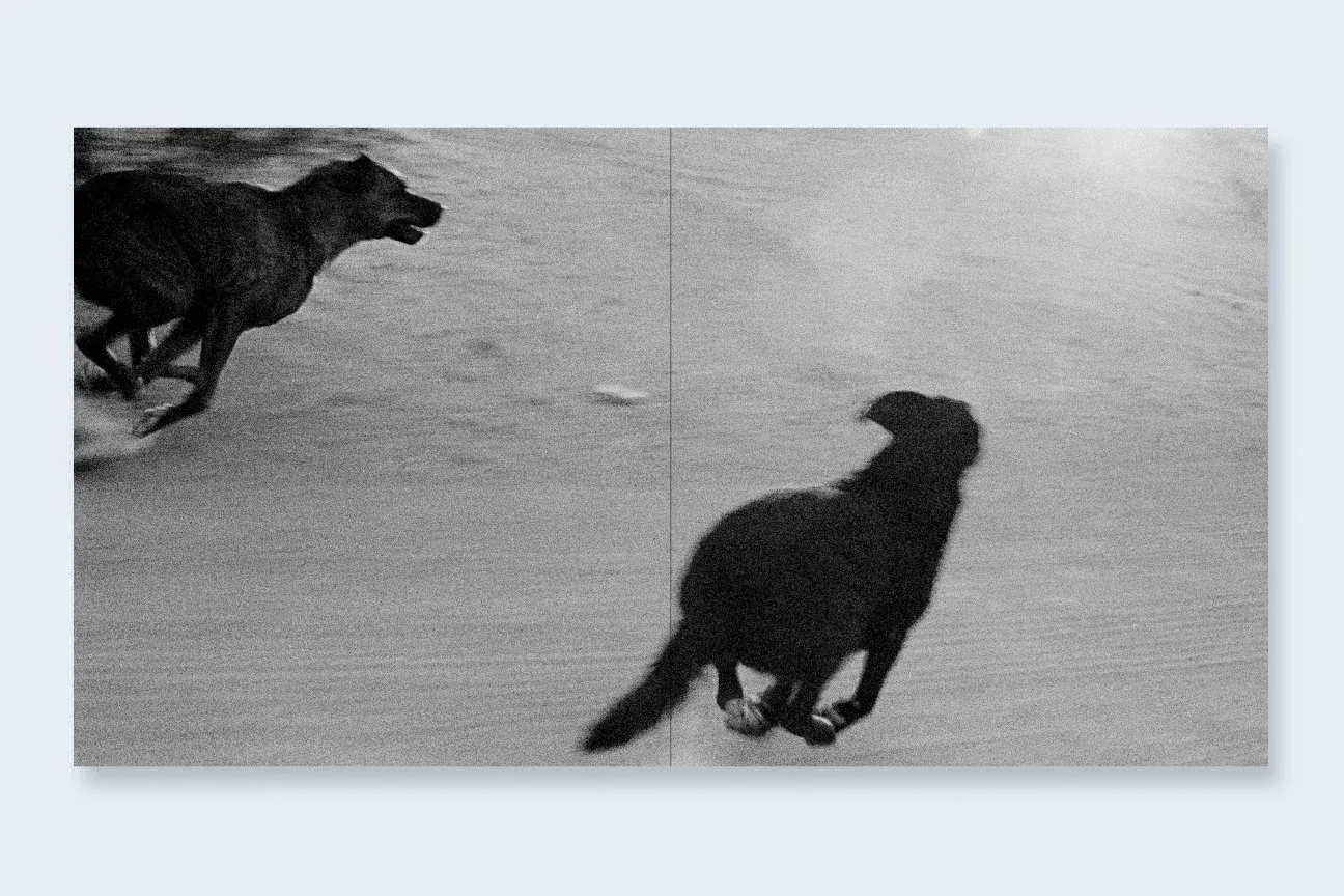 Dogs Chasing My Car in the Desert 9