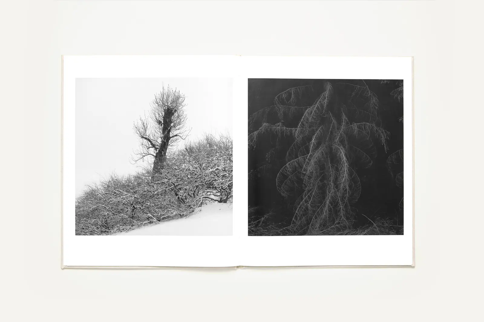 Träd image 11
