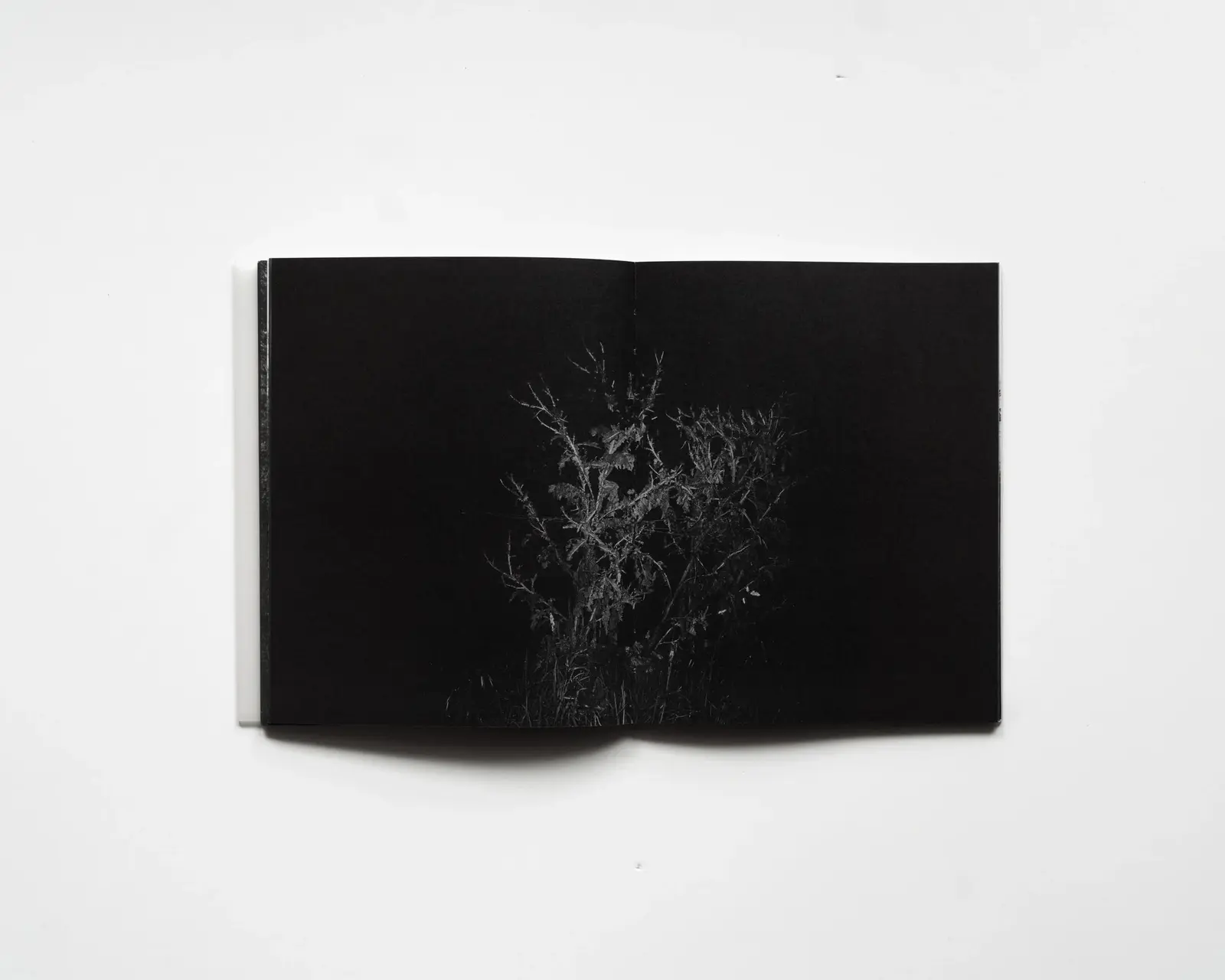 RAREFIED (SECOND EDITION) - LIMITED image 11