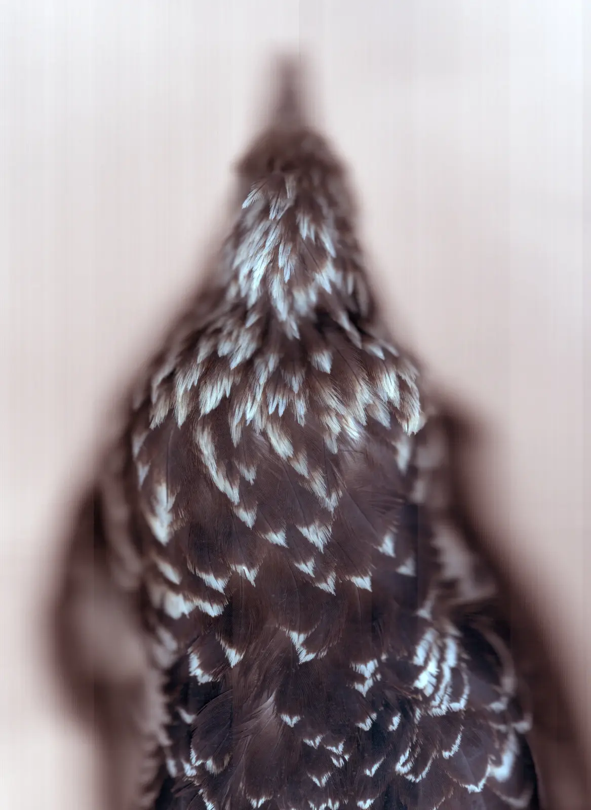 Sense image 4