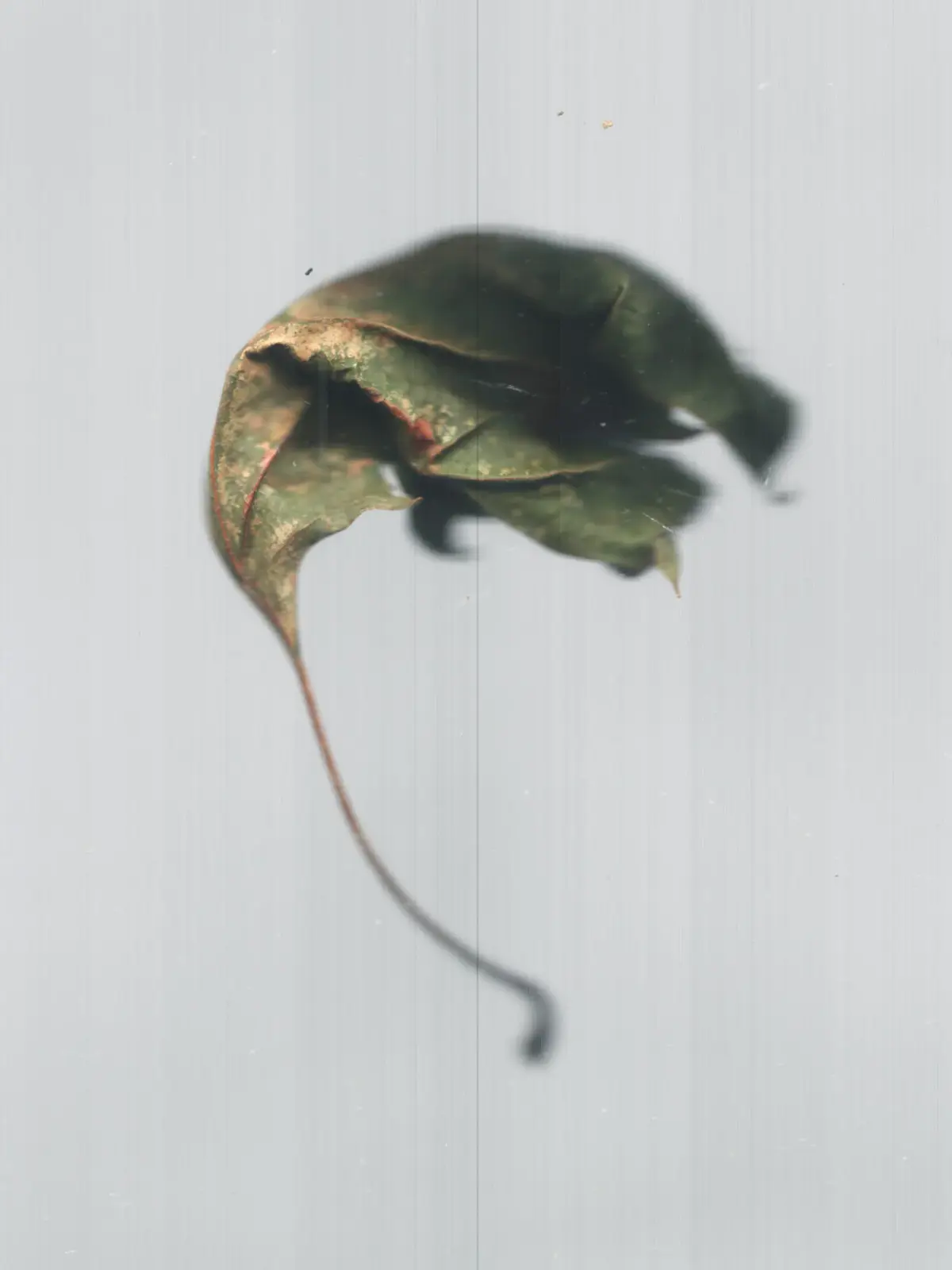 Sense image 6