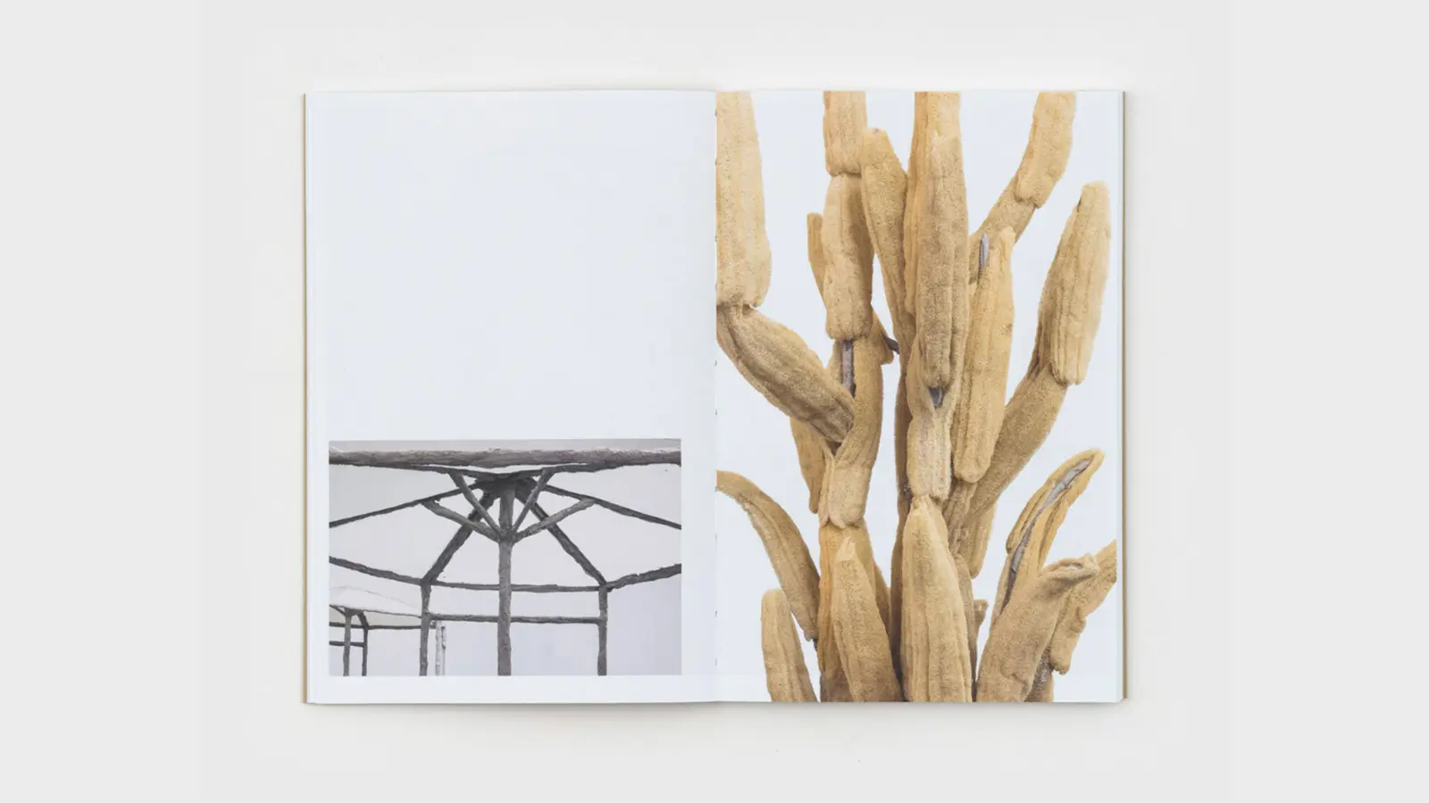 oren pinhassi image 5