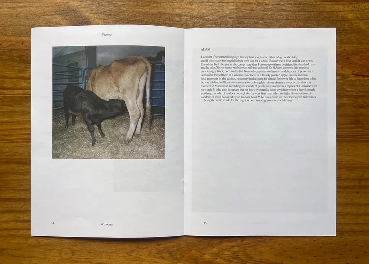 Pictures and Poems No. 03: After the News (Ash Adams) image 5