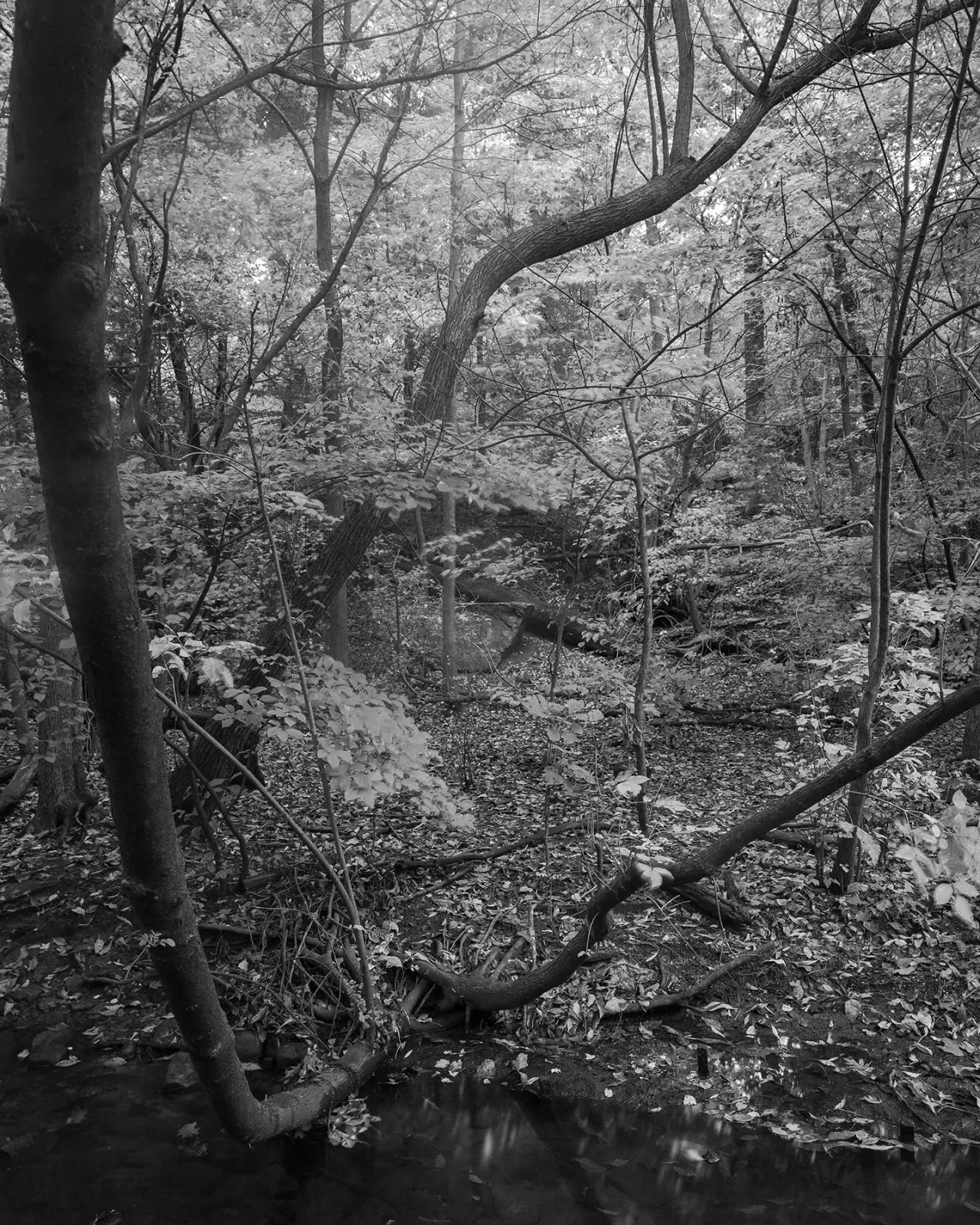 Languor image 5