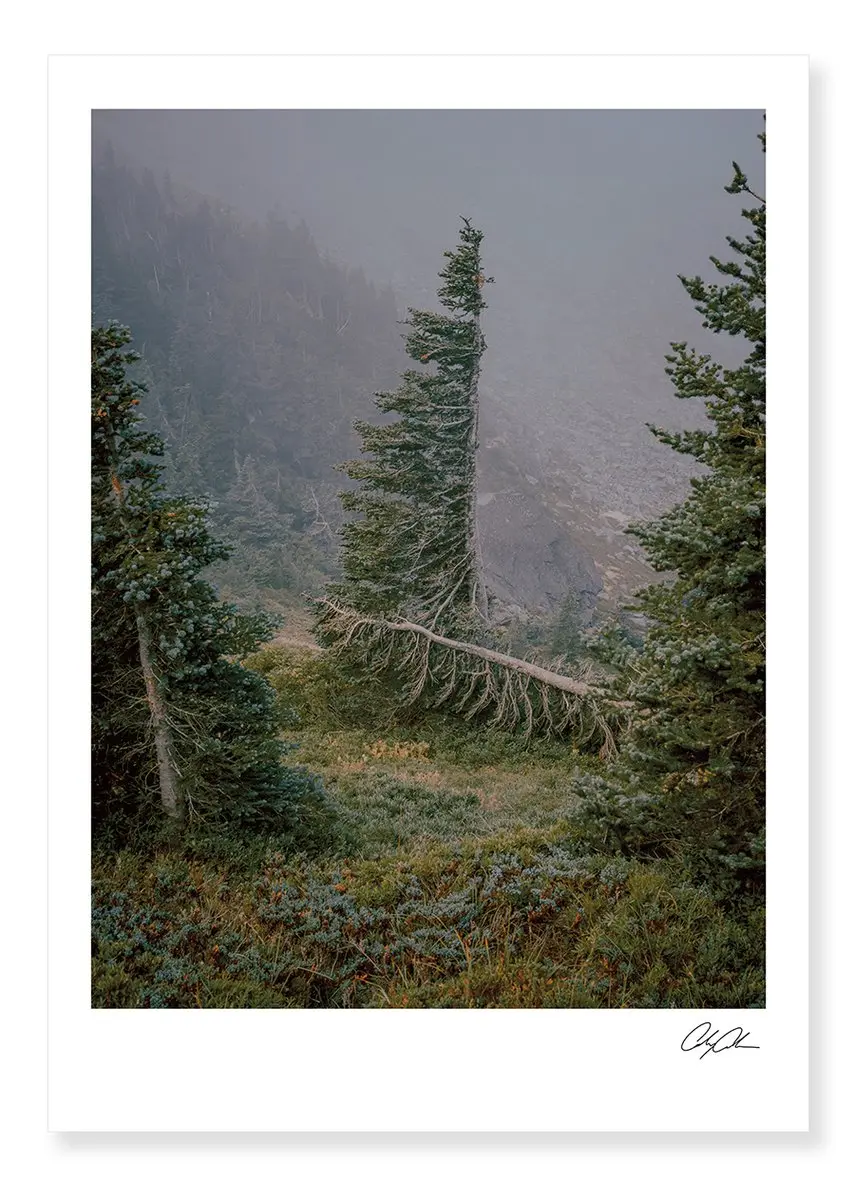 Cascadia II image 5