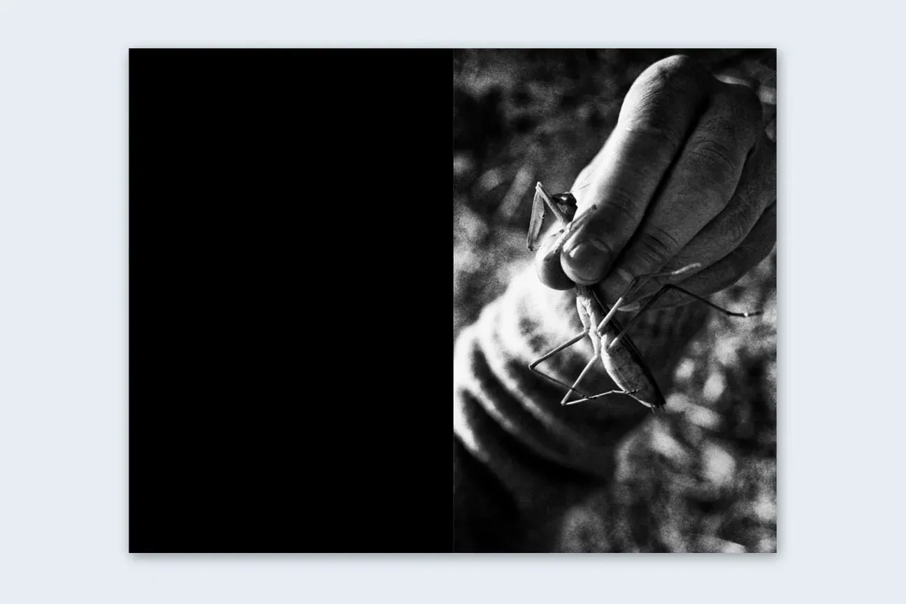 Mantis image 5