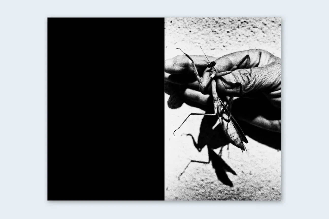 Mantis image 6